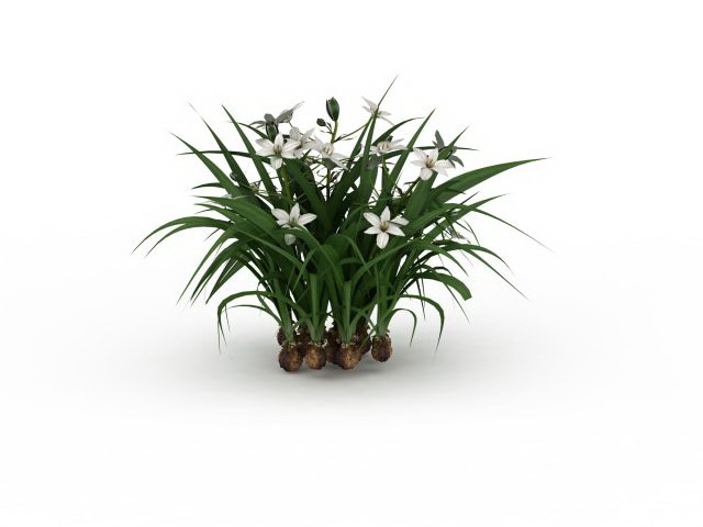 Narcissus plants with flowers 3d rendering