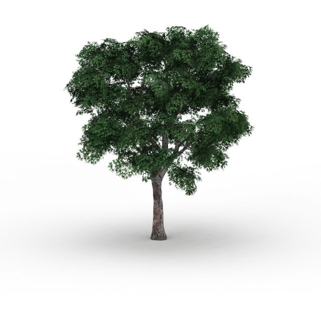Sycamores Platanus tree 3d rendering