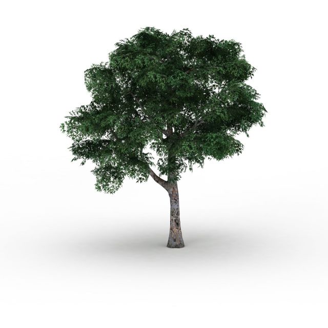 Sycamores Platanus tree 3d rendering
