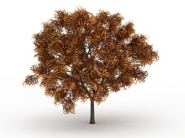 Ash fraxinus tree in fall color 3d rendering