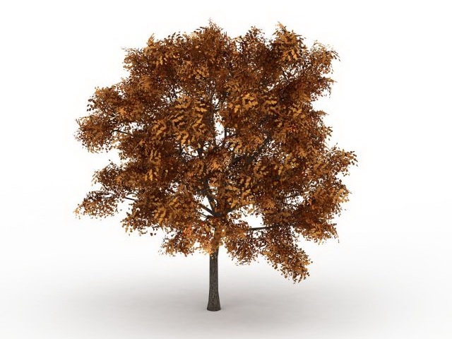 Ash fraxinus tree in fall color 3d rendering