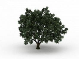 Crack willow tree 3d model preview