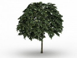 Common whitebeam tree 3d model preview