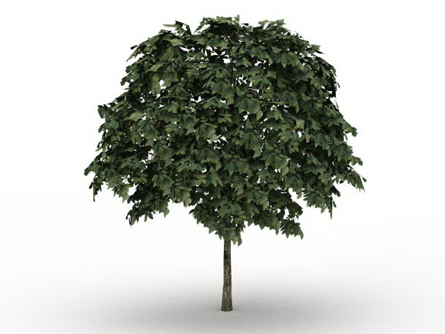 Common whitebeam tree 3d rendering