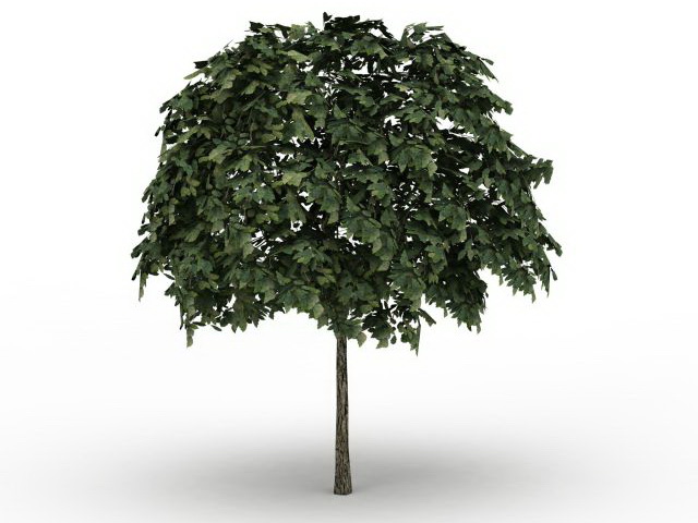 Common whitebeam tree 3d rendering