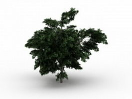 Platanus tree 3d model preview