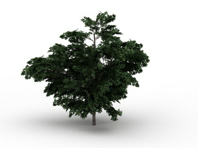 Platanus tree 3d rendering