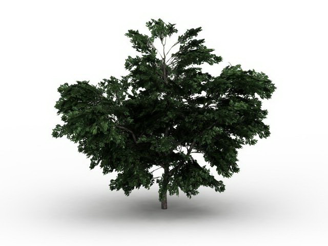 Platanus tree 3d rendering
