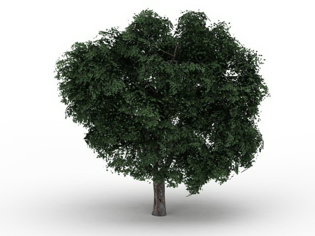 Wych elm tree 3d rendering