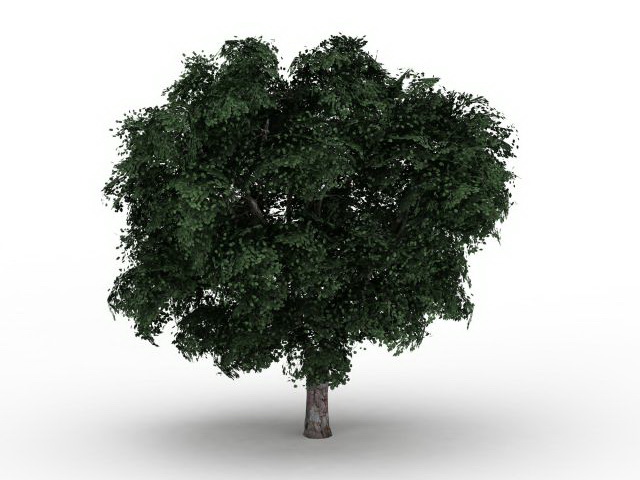 Wych elm tree 3d rendering