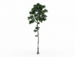 Tall birch tree 3d model preview