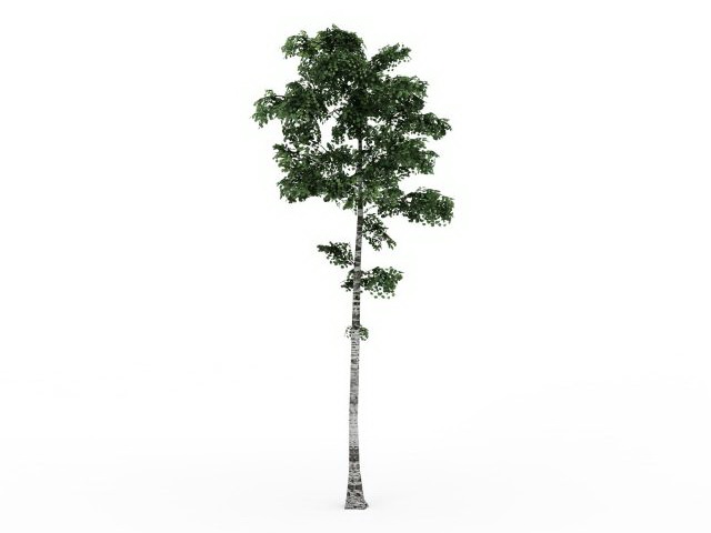 Tall birch tree 3d rendering