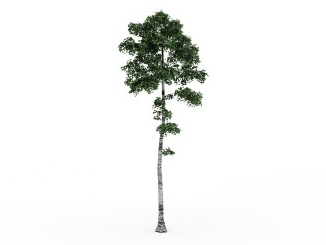 Tall birch tree 3d rendering