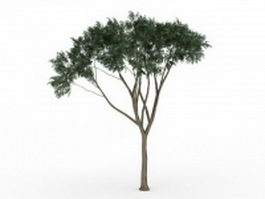 Eucalyptus tree 3d model preview