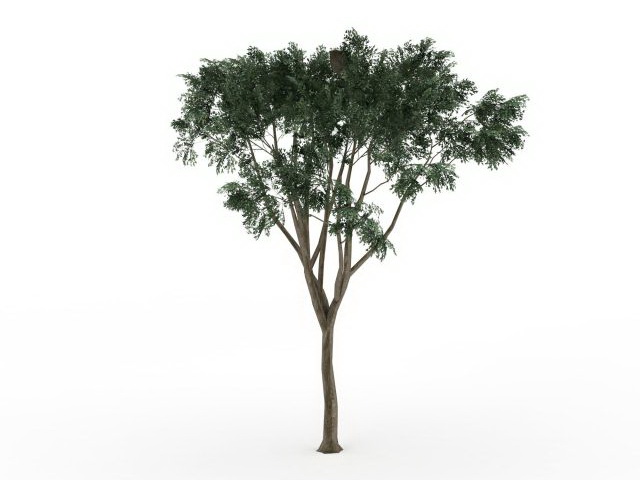 Eucalyptus tree 3d rendering