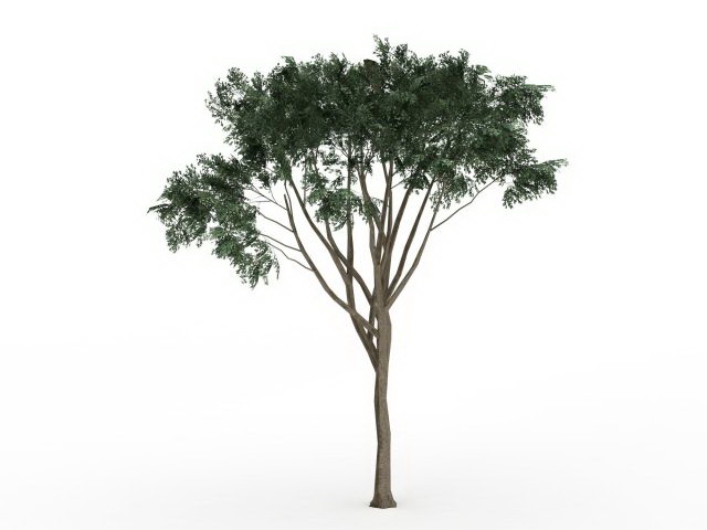 Eucalyptus tree 3d rendering