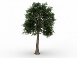 Quercus suber 3d model preview
