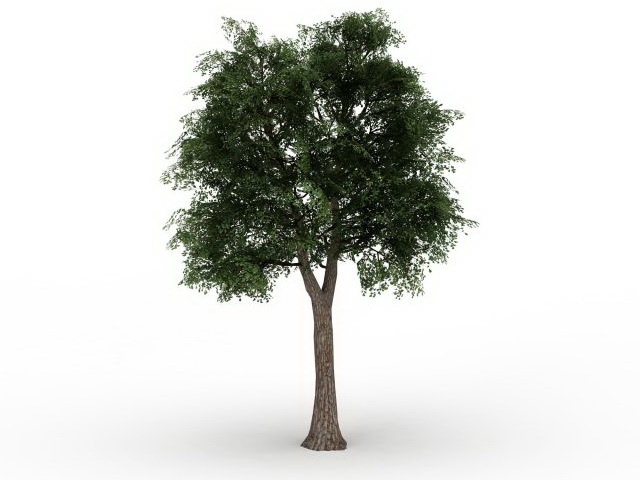 Quercus suber 3d rendering
