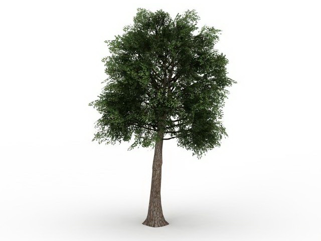 Quercus suber 3d rendering
