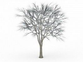 Snow ginkgo tree 3d model preview