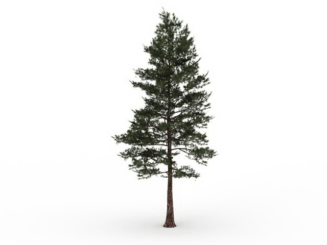 Loblolly pine tree 3d rendering