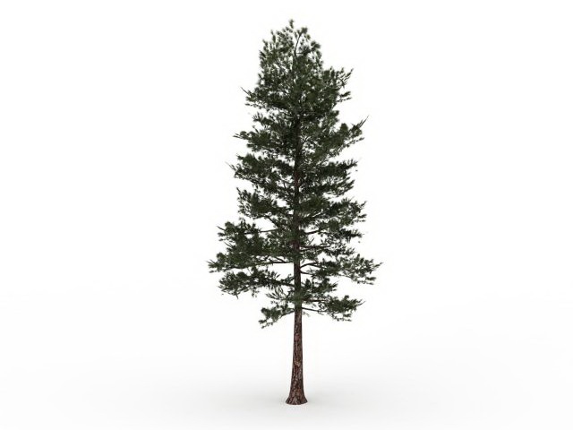 Loblolly pine tree 3d rendering
