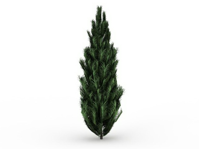 Cypress tree 3d rendering