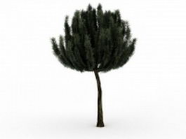 Dwarf mountain pine 3d model preview