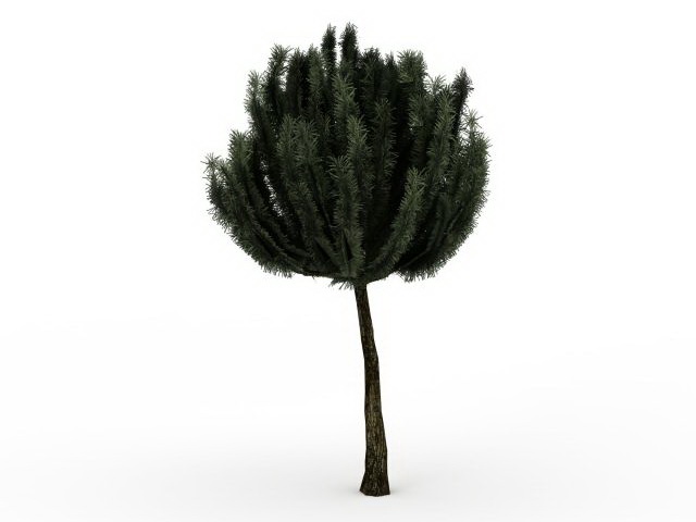 Dwarf mountain pine 3d rendering