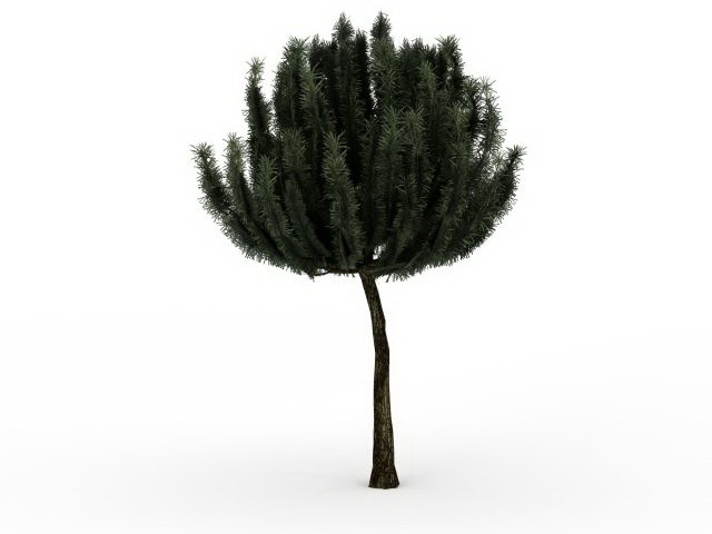 Dwarf mountain pine 3d rendering