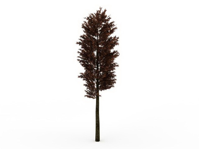 Scots pine tree 3d rendering