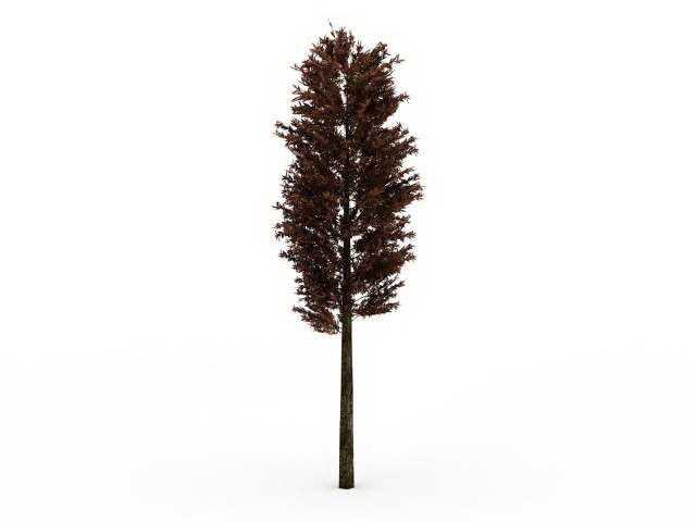 Scots pine tree 3d rendering