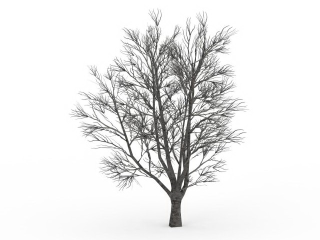 Bare elm tree in winter 3d rendering
