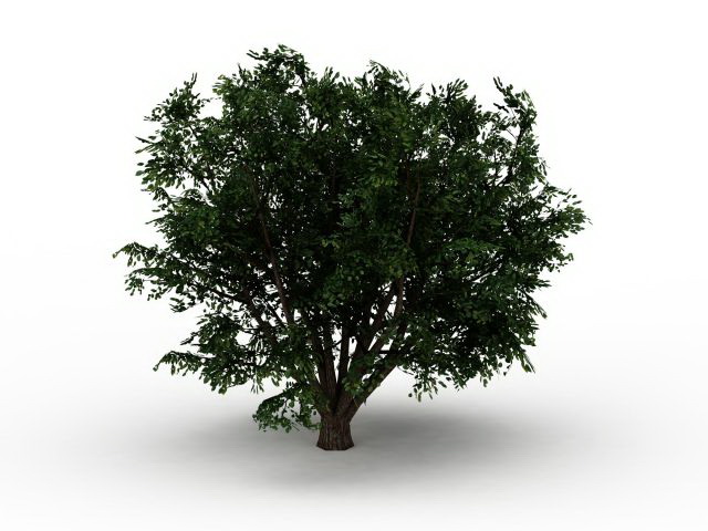 Ulmus campestris tree 3d rendering