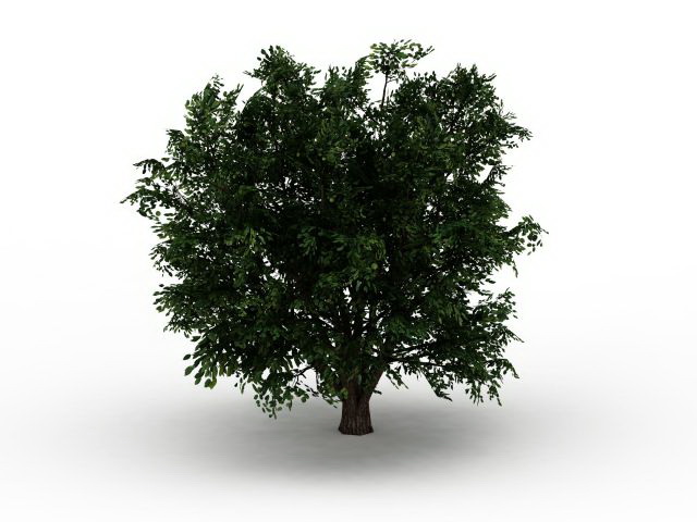 Ulmus campestris tree 3d rendering