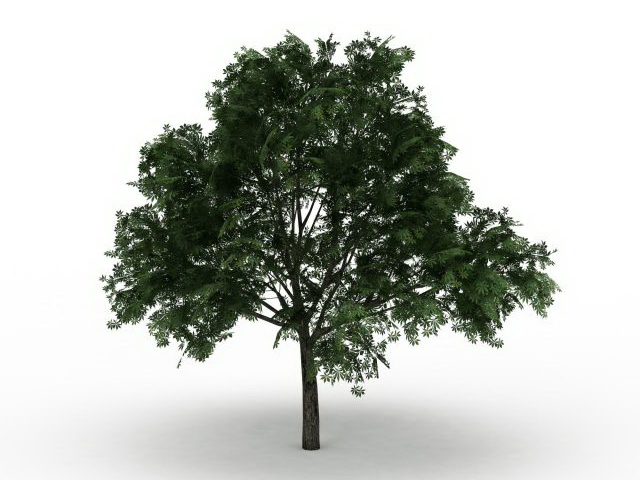 American buckeye tree 3d rendering