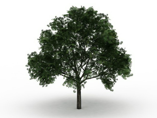 American buckeye tree 3d rendering