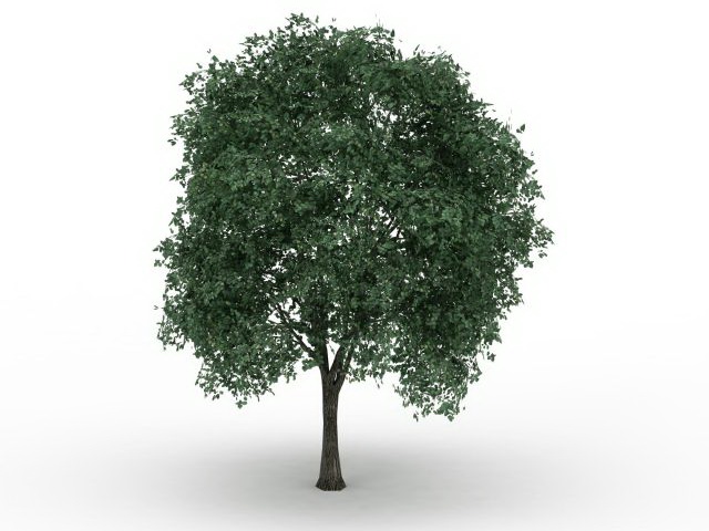 Silver linden tree 3d rendering