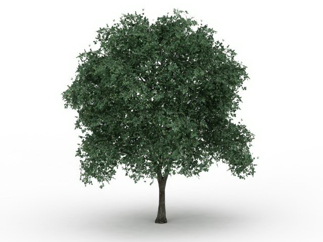 Silver linden tree 3d rendering