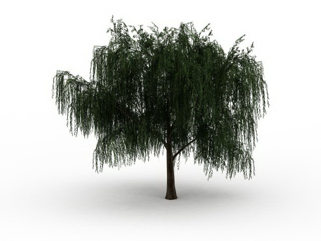 Salix willow tree 3d rendering