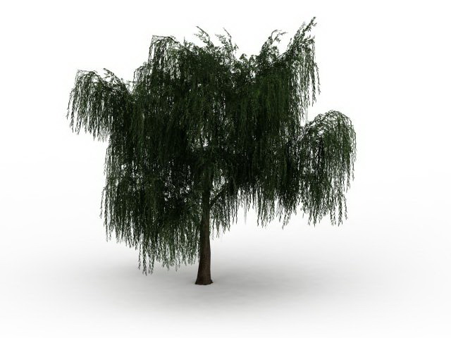 Salix willow tree 3d rendering