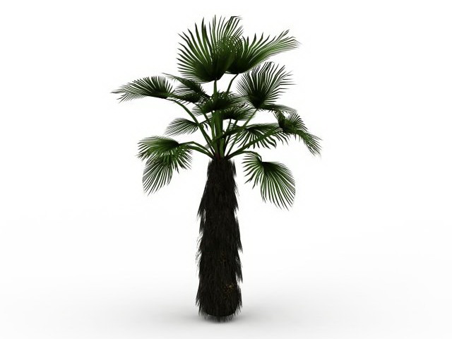 Japanese fan palm tree 3d rendering
