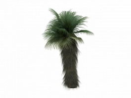 Chinese fan palm 3d model preview