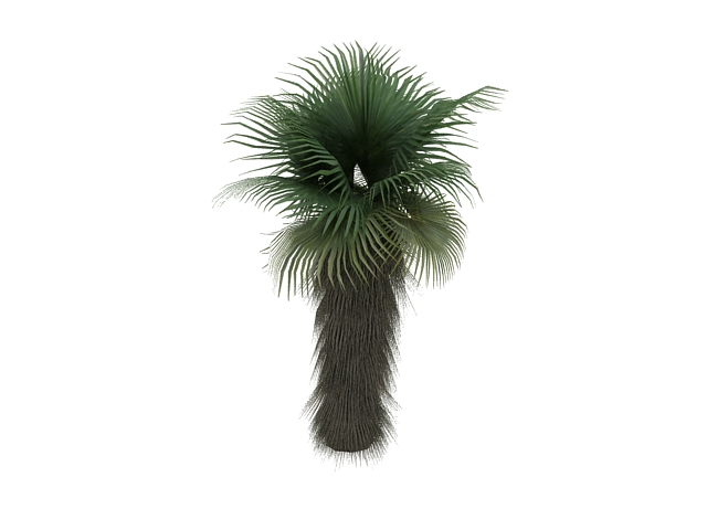 Chinese fan palm 3d rendering