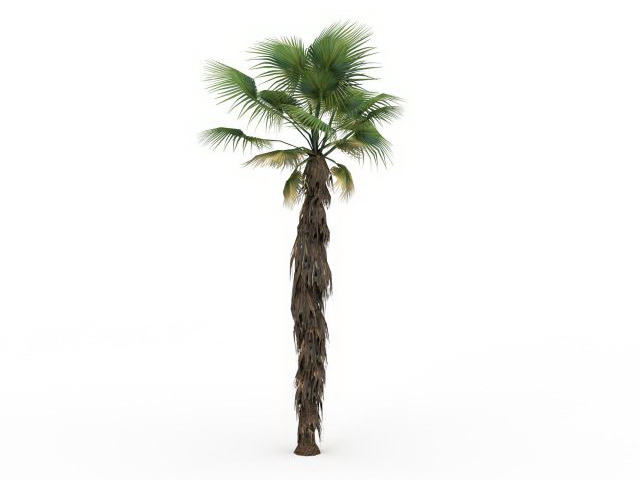 California fan palm 3d rendering