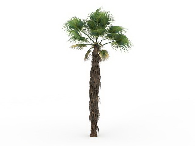 California fan palm 3d rendering