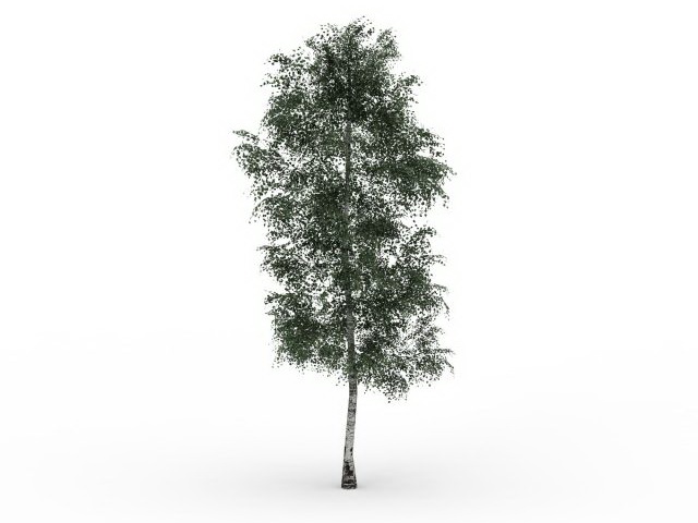 Chenmou elm tree 3d rendering