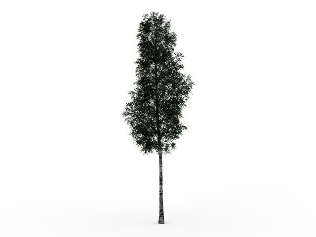 Multinerved elm tree 3d rendering