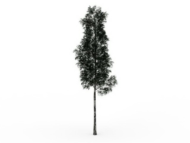 Multinerved elm tree 3d rendering