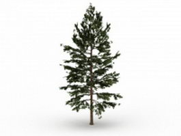 Eastern white pine tree 3d model preview